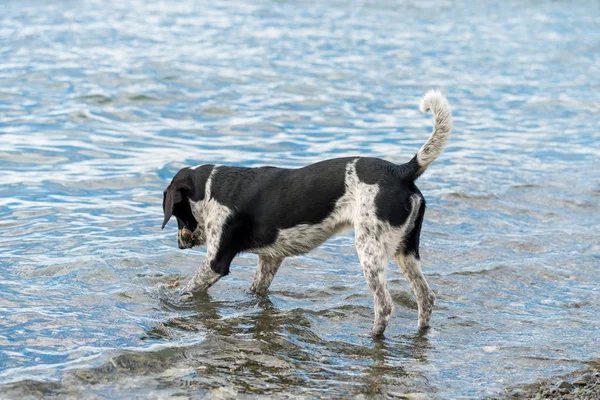 Ładny Pies Plaży — Zdjęcie stockowe