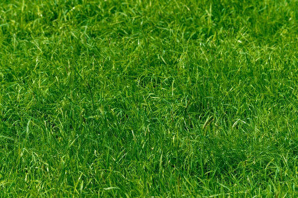 Textura de hierba verde de un campo —  Fotos de Stock