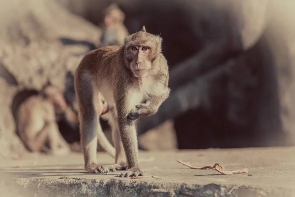 Retrato de mono macaco marrón sentado en la carretera — Foto de Stock