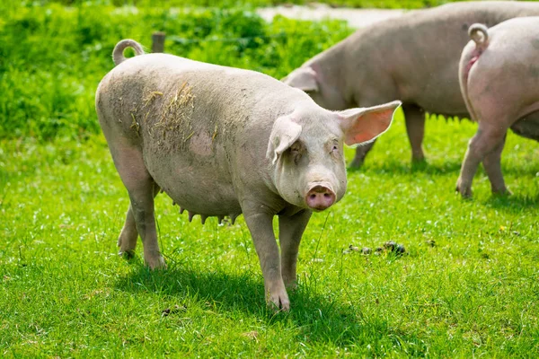 Porco correndo em um prado verde. suinocultura na exploração biológica biológica — Fotografia de Stock