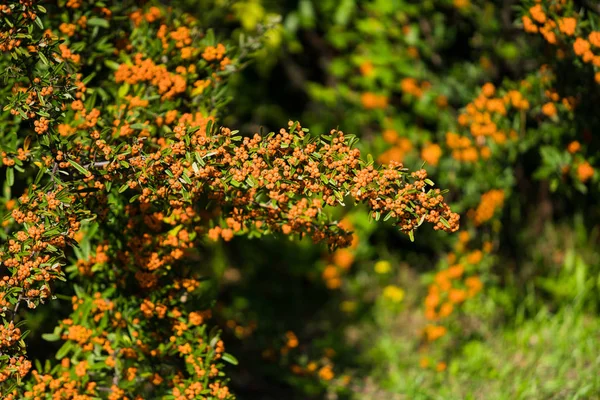 Pyracantha coccinea. berries on a branch — Stock Photo, Image