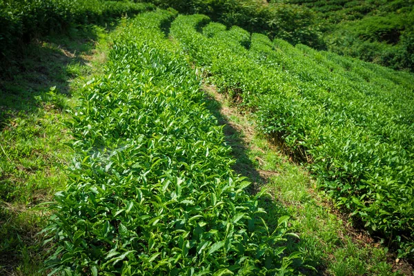 Tea plantations in Sochi, Russia — Stock Photo, Image