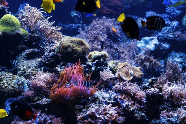 Peces tropicales en un arrecife de coral. Peces de coral subacuáticos —  Fotos de Stock