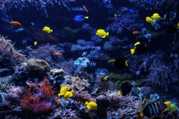 サンゴ礁に熱帯魚。水中のサンゴ礁の魚たち — ストック写真