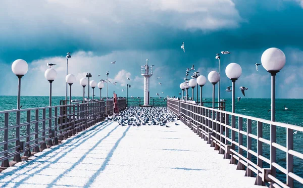 Aves marinhas sentadas no cais. Praia de Inverno. Cena de inverno em Sochi , — Fotografia de Stock