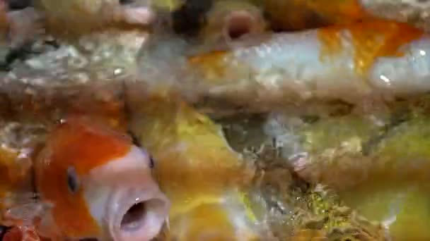Carpe Koi Senza Soluzione Continuità Bella Carpe Dorate Pesce Nuoto — Video Stock