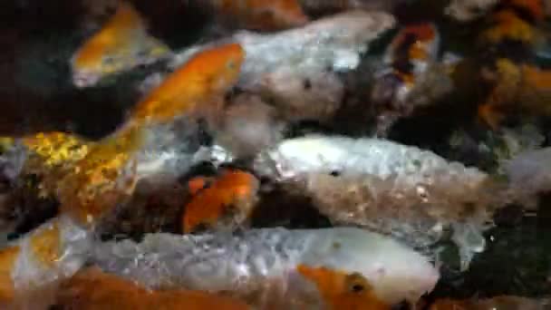 Carpe Koi Senza Soluzione Continuità Bella Carpe Dorate Pesce Nuoto — Video Stock