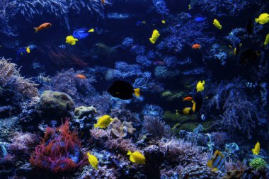 Sualtı arka plan. Sualtı sahne. Sualtı dünyasını. Altında