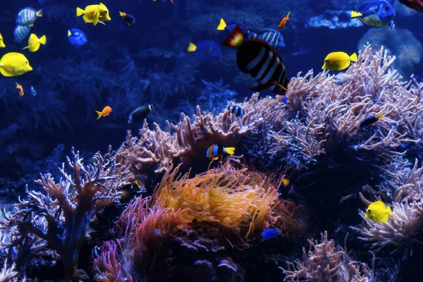 Tropical Fish on a coral reef. Underwater coral fish — Stock Photo, Image