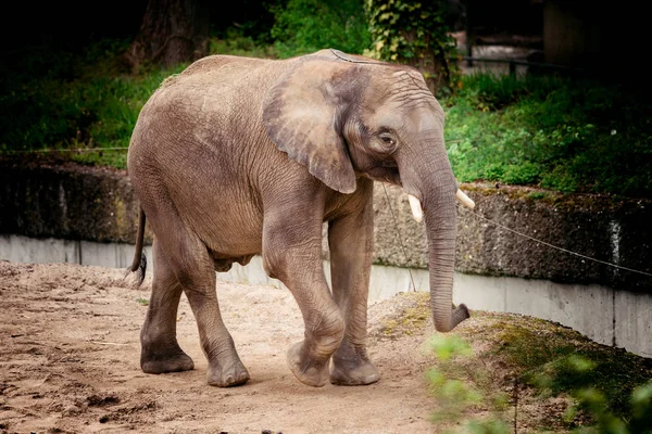 Um bebé elefante. Belo elefante — Fotografia de Stock