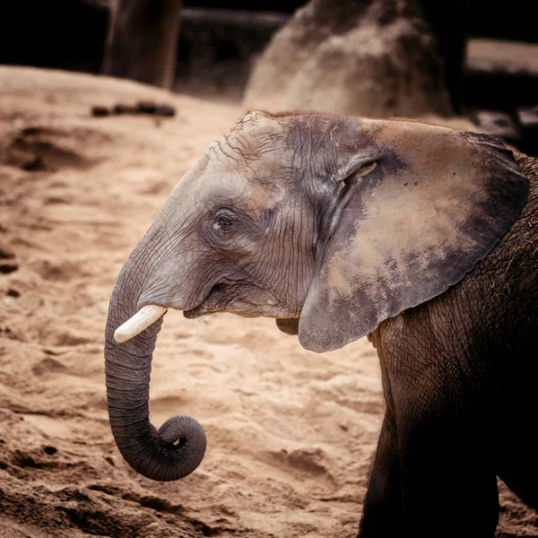 Um bebé elefante. Belo elefante — Fotografia de Stock