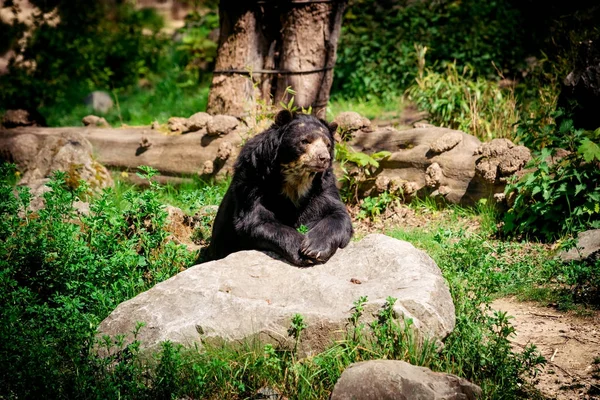 Urso negro. Um grande urso negro — Fotografia de Stock