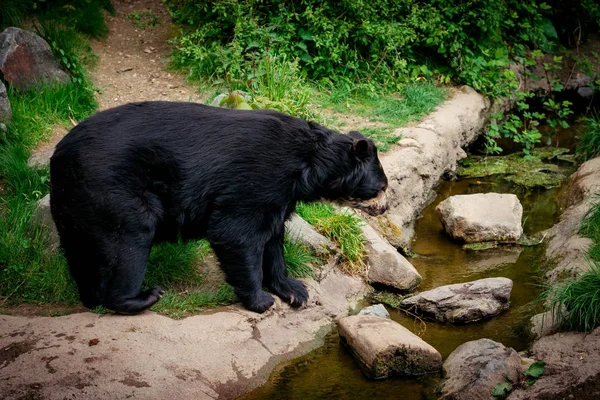 Black bear in wilderness. Black Bear portrait — Stock Photo, Image