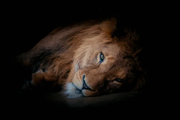 Портрет льва на черном фоне — стоковое фото