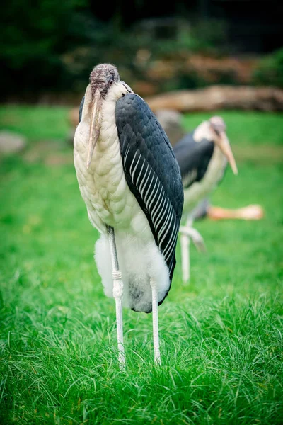 アフリカハゲコウ。Leptoptilos crumeniferus — ストック写真