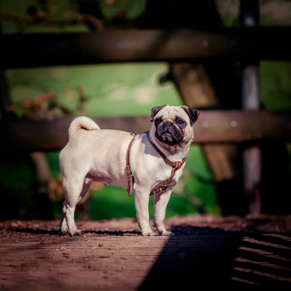 Mops pes portrét. roztomilý Mops — Stock fotografie