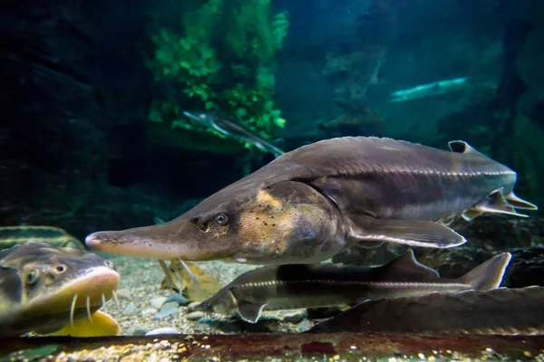 En stör i havet. Havet störar i akvarium — Stockfoto