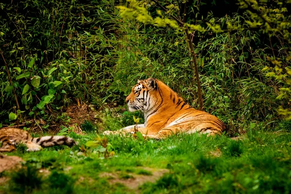 Tigre nella foresta. Ritratto di Tigre — Foto Stock