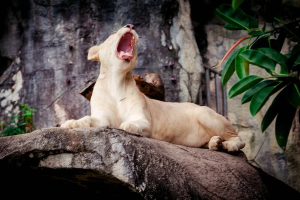 Kadın beyaz aslan. Beyaz liones — Stok fotoğraf