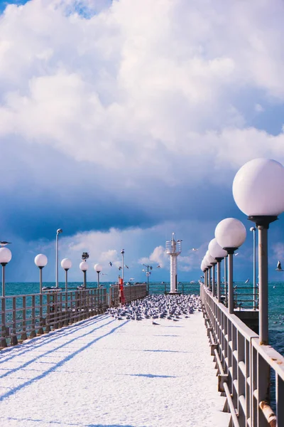 Pájaros marinos sentados en el muelle. Playa de invierno. Escena de invierno en Sochi , —  Fotos de Stock