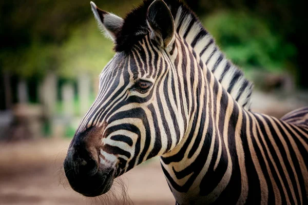 Zebra ritratto da vicino — Foto Stock