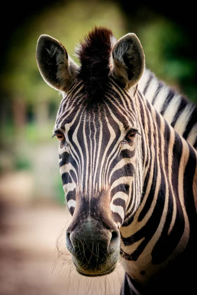Zebra zblízka portrétní — Stock fotografie