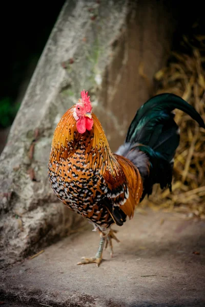 Beautiful  rooster. Colorful Rooster — Stock Photo, Image