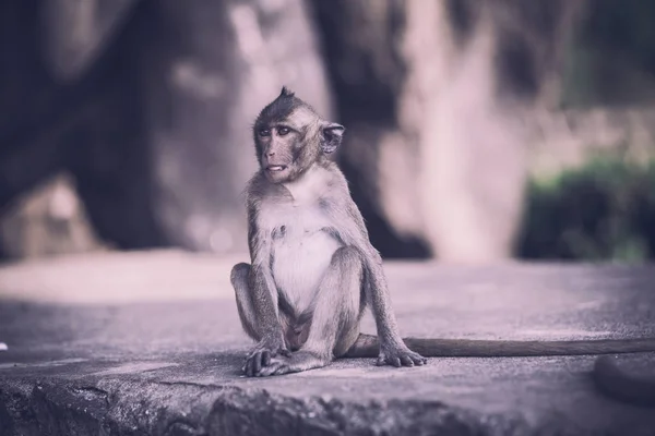 Mono en camino. Lindo mono. — Foto de Stock