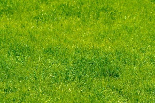 Background of a green grass. Green grass texture — Stock Photo, Image