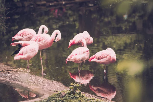 Grupo de flamenco de pie en el agua — Foto de Stock