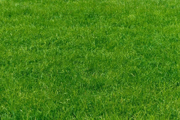 Texture d'herbe verte d'un champ — Photo
