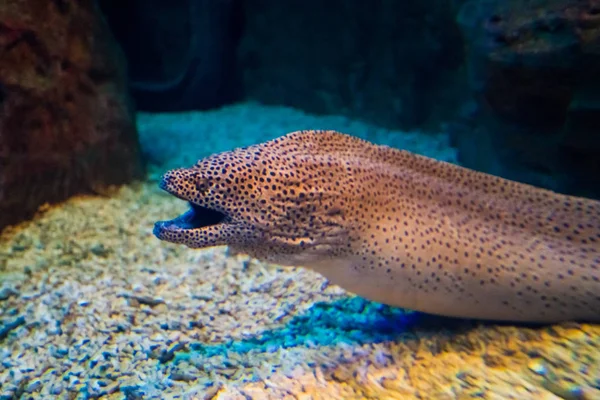 Moray Eel. miliaris de Gymnothorax — Foto de Stock