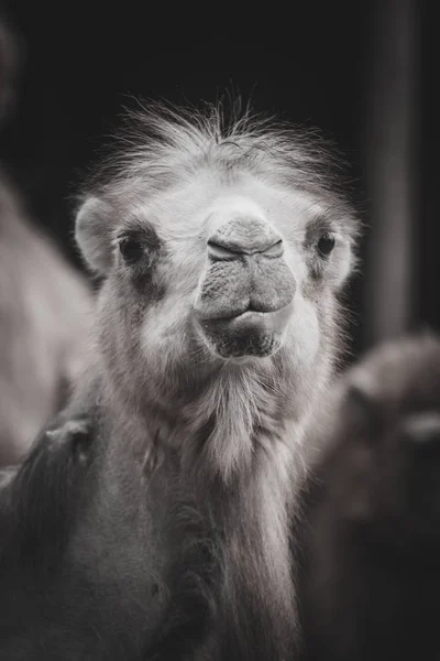 Portrait of camel. Camelus bactrianus — Stock Photo, Image