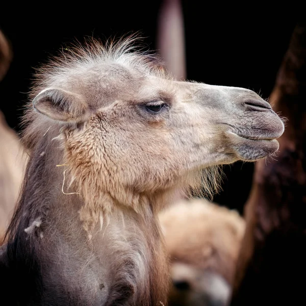 Deve portresi. Camelus bactrianus — Stok fotoğraf