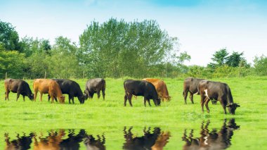 İnek sürüsü. İnekler sahada