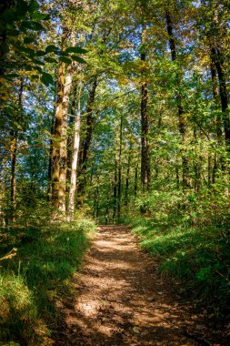 Manzara orman. Orman yolu