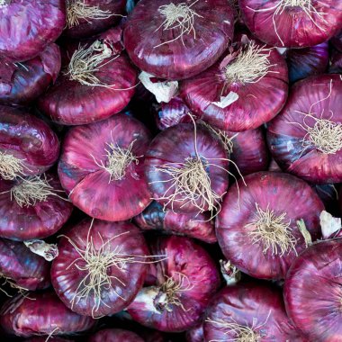 Mor soğan. Kırmızı soğan