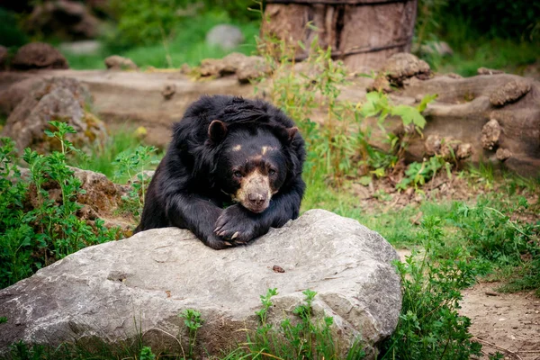 Urso negro na selva. Retrato de urso preto — Fotografia de Stock