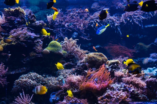 Scéna pod hladinou. Korálový útes, barevných ryb skupiny — Stock fotografie