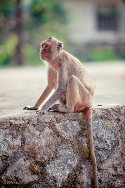 Le singe arrive. Singe mignon — Photo