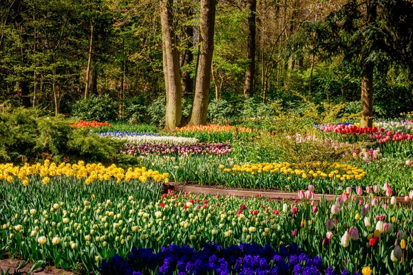 Wiosnę krajobraz. krajobraz kwiaty na łące — Zdjęcie stockowe