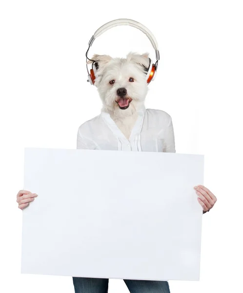 Забавна собака тримає прапор на білому тлі — стокове фото