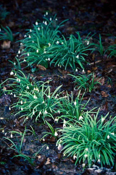 The first flowers snowdrops. Beautiful snowdrop flowers (Galanth — Stock Photo, Image