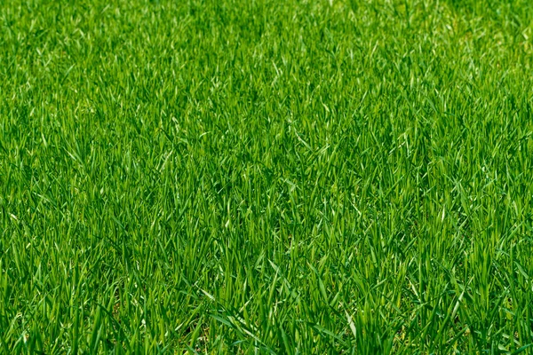 Green grass texture from a field — Stock Photo, Image