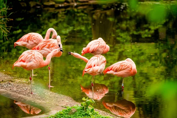 Grupa flamingo stojących w wodzie — Zdjęcie stockowe