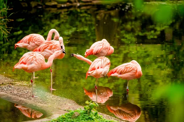 フラミンゴ立って水のグループ — ストック写真