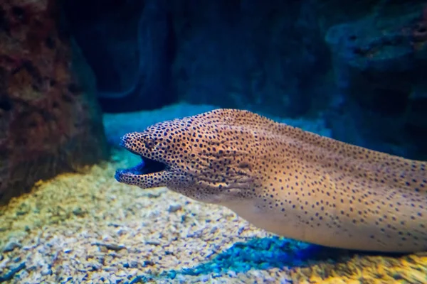 Moray Eel. Gymnothorax miliaris — Photo