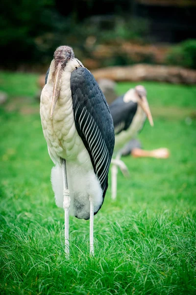 Marabou Stork. Leptoptilos crumeniferus — Stock Photo, Image