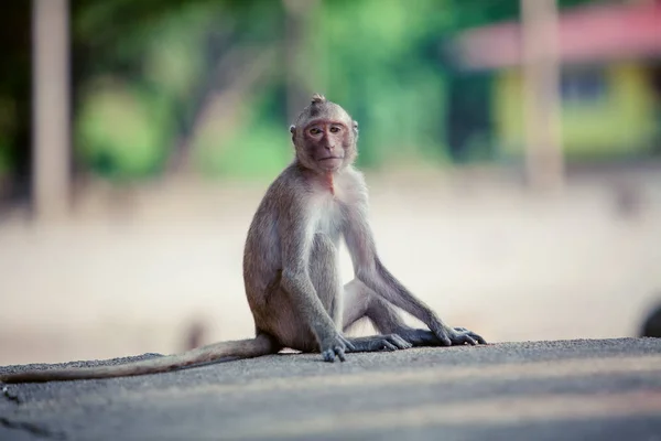 Małpa portret. małpa siedzi na kamieniu — Zdjęcie stockowe