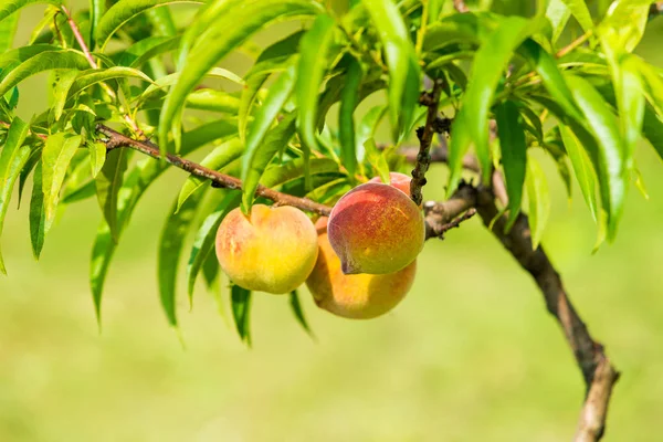 Fruits de pêche sucrés poussant sur une branche de pêcher — Photo